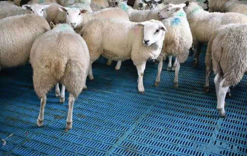 son şirket davası hakkında İngiltere'de 1000 koyun çiftliği