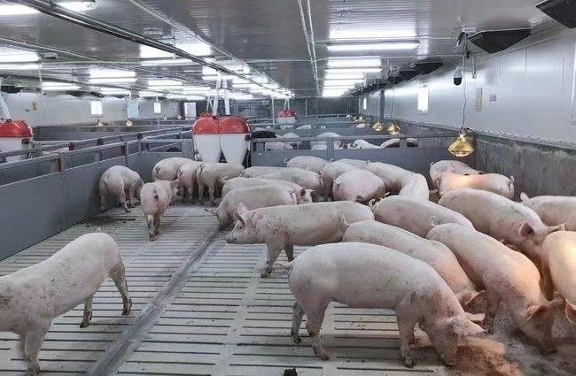 son şirket davası hakkında Rusya'da 3000 besi domuz çiftliği