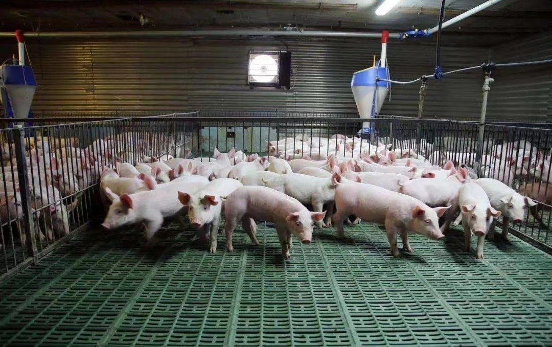 son şirket davası hakkında Vietnam'da 2000 besi domuz çiftliği