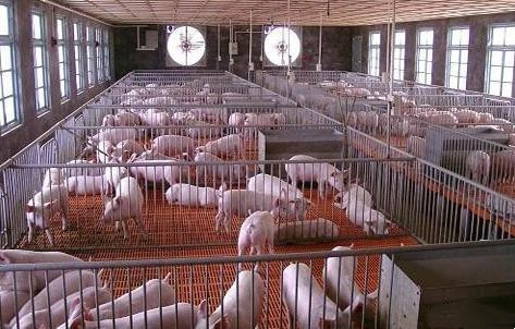 son şirket davası hakkında Filipinler'de 2800 Fidanlık domuz çiftliği
