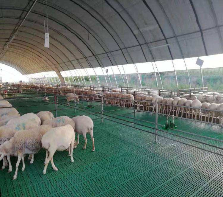 son şirket davası hakkında Çin'de 3000 koyun çiftliği