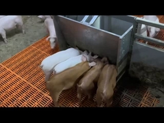 Sütten Kesilen Domuz Hayvancılık Besleme Ekipmanları Paslanmaz Çelik Domuz Besleyiciler