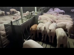 Domuzlar Domuz Anti Pas için Husbandry Paslanmaz Çelik Otomatik Besleyici