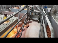 Sıcak Daldırma Galvanizli Çelik Domuz Yetiştirme Kasaları Kafesleri Domuz Çiftliği